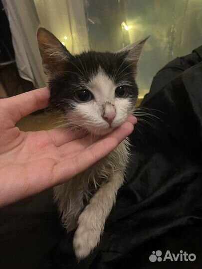 Котенок девочка в добрые руки