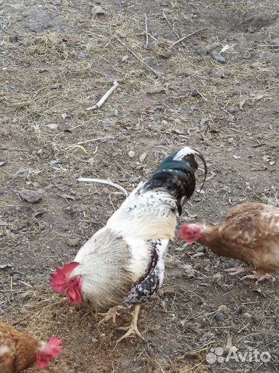 Куры петухи