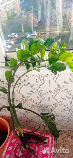 Замиокулькас