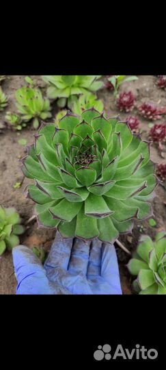 Каменная роза, молодило