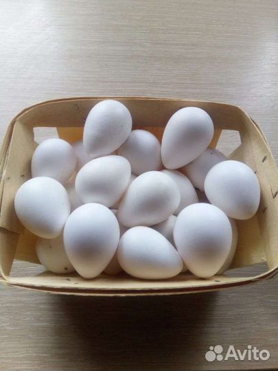 Виргинский перепел