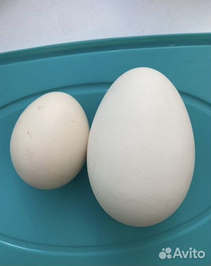 Инкубационное яйцо гусей