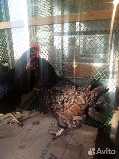 Куры петухи