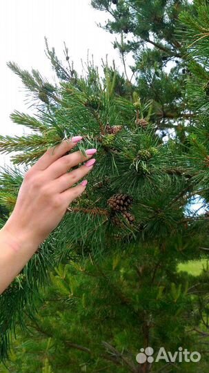 Шишки сосновые