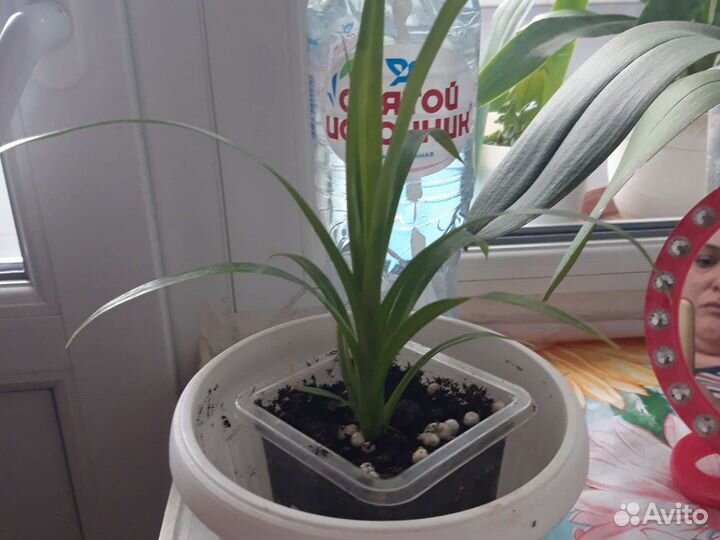 Пальма драцена