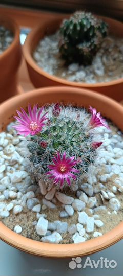 Кактусы в ассортименте