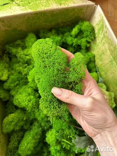 Стабилизированный мох