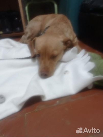 Собака в добрые руки