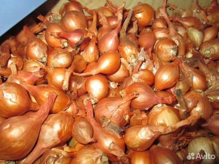 Лук на перо