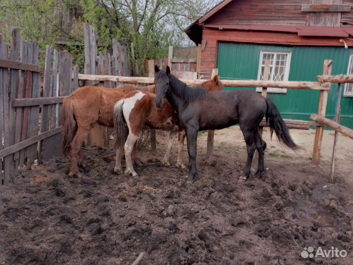 Лошади жеребята