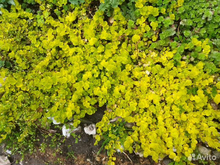 Почвопокровные растения