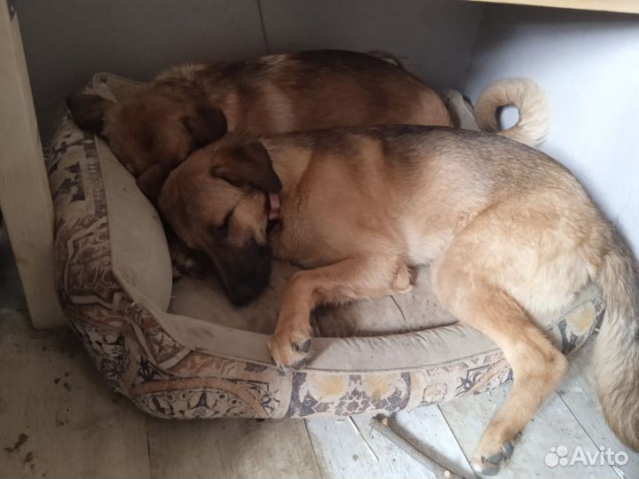 Щенки в дар