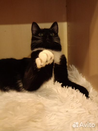 Котик в добрые руки