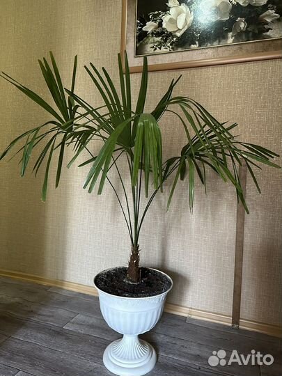 Пальма веерная, шикарная