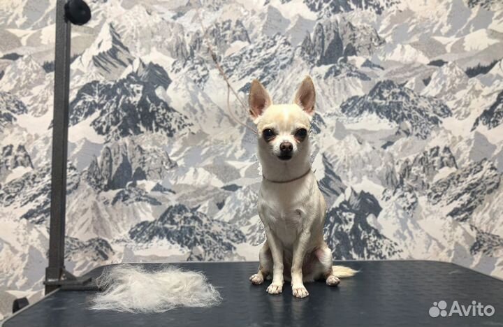 Груминг, стрижка собак и экспресс-линька кошек