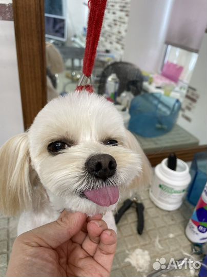 Стрижка собак, тримминг, ультразвук чистка зубов