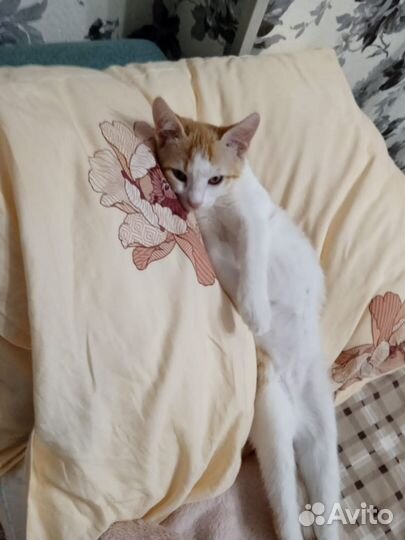Кошка бесплатно