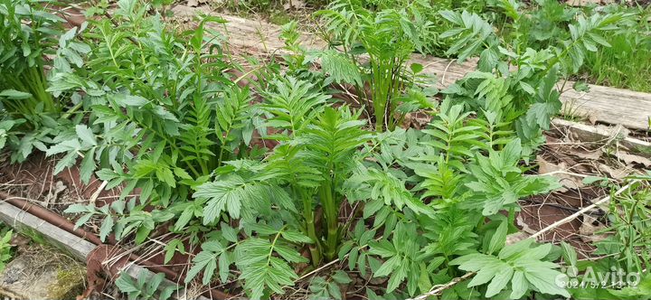 Чеснок для посадки пророщенный