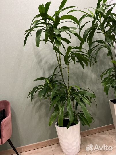 Пальма драцена