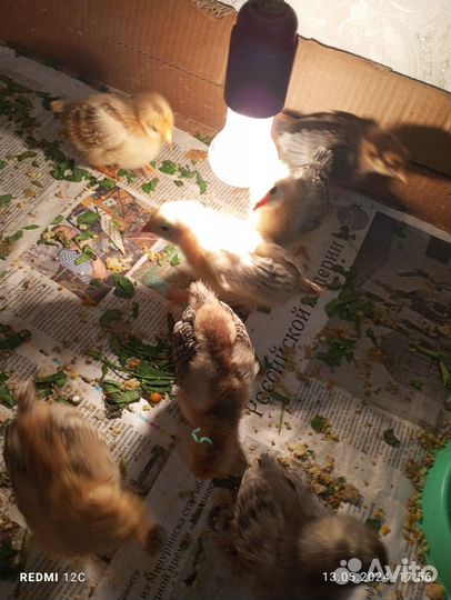 Цыплята суточные домашние и подрощенные цыпляты