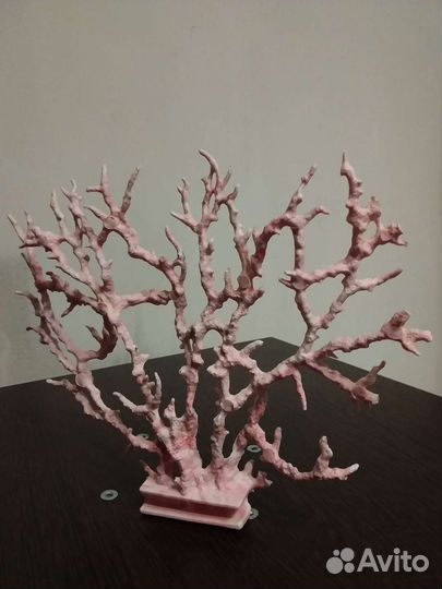 Коралл для аквариума