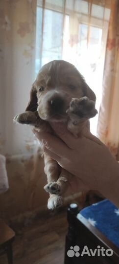 Щенки кокер спаниеля