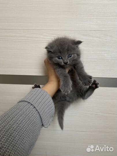 Кошечки