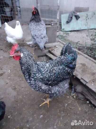 Петухи