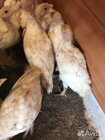 Индюшата хайбрид конвертер канада