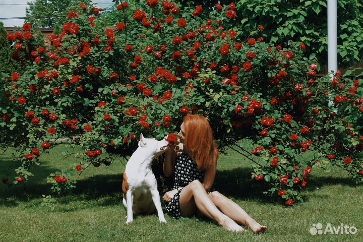 Кинолог зоопсихолог