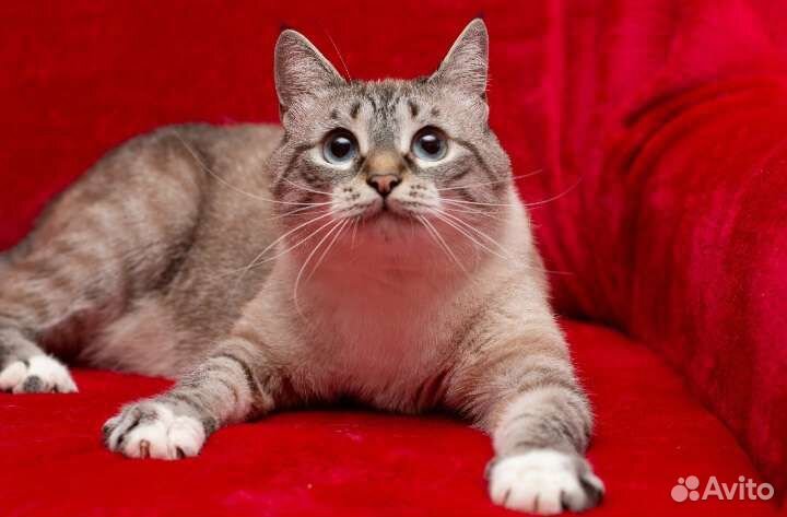 Шанти ищет любящее сердце)