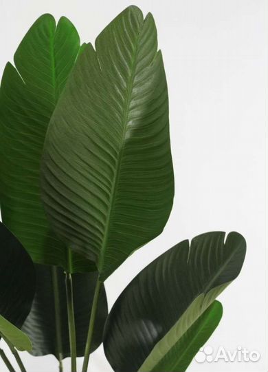 Стрелиция искусственная