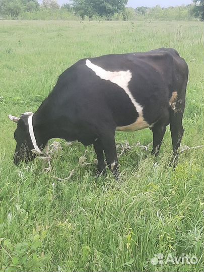 Корова высокоудойная