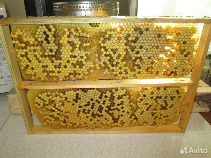 Трутнёвое Молочко - 2023 г. (Трутнёвый Гомогенат)