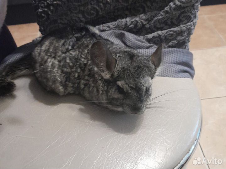 Шиншилла