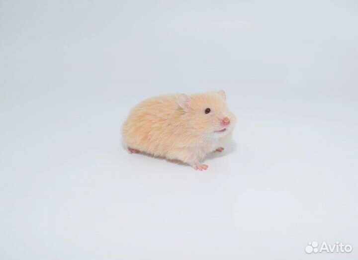 Сирийские и Джунгарские хомяки - ручные