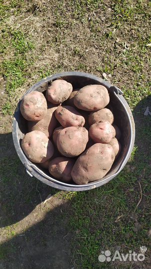 Продам картофель едовой