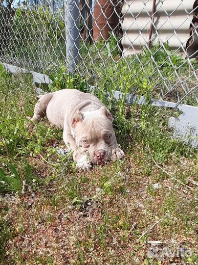 Американский Булли