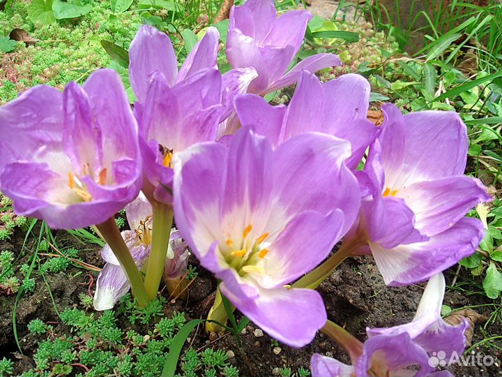 Кустарники декоративные. Цветы многолетние