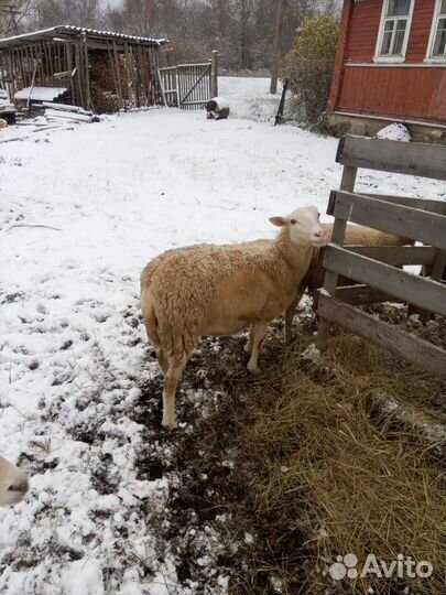 Овцы бараны