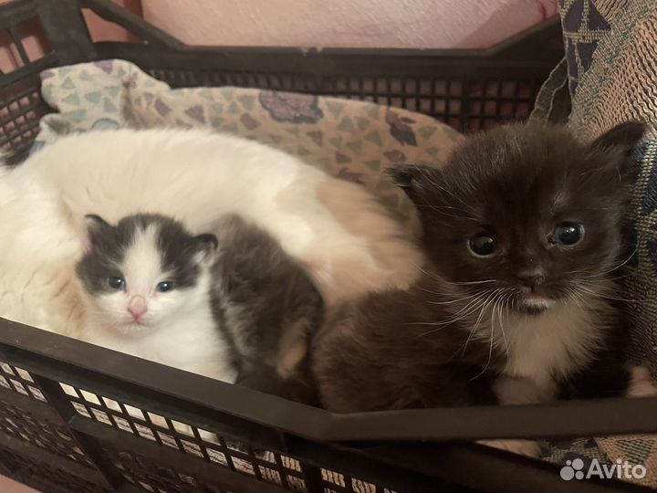 Котята в добрые руки бесплатно