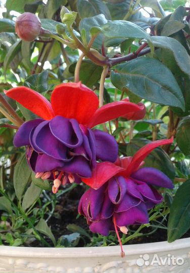 Сортовые фуксии