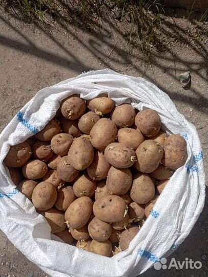 Семенной картофель