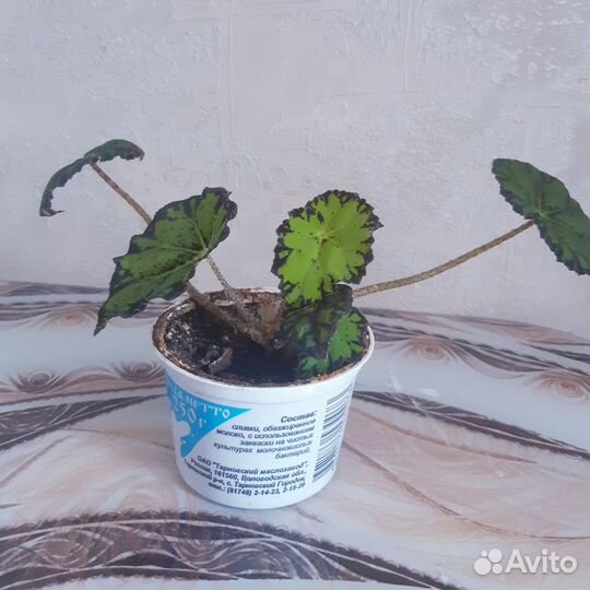 Бегония тигровая