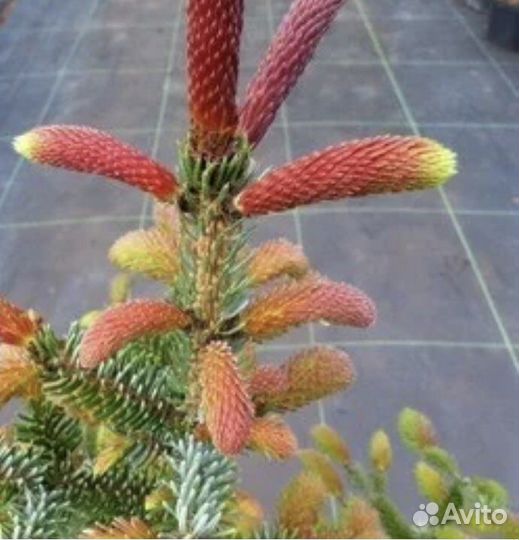 Ель Ротер Аустриб