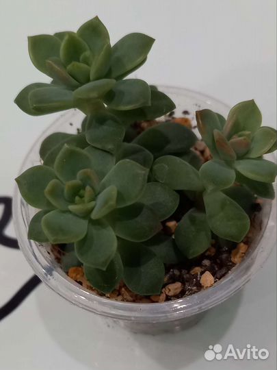 Суккуленты в ассортименте