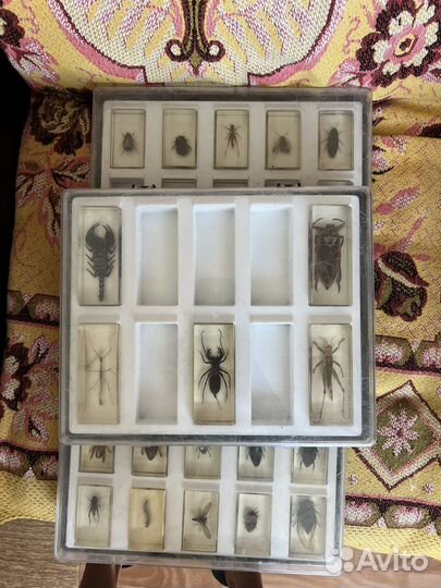 Насекомые и их знакомые