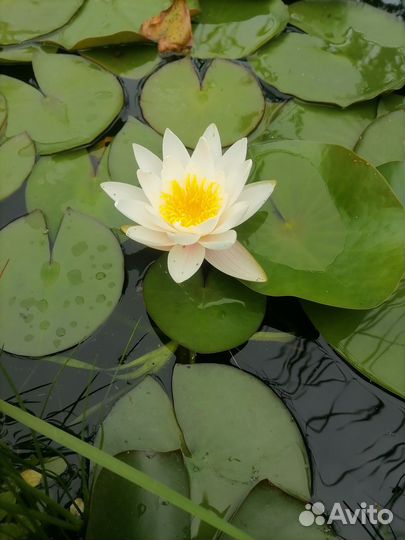 Водная Лилия, нимфея