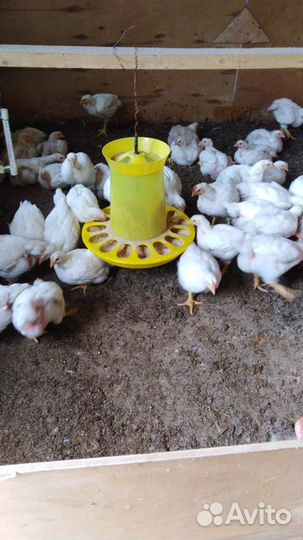 Цыплята-бройлеры