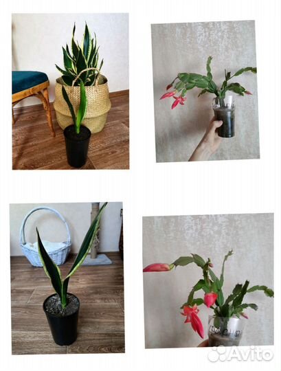 Эпифиллум ангулигер